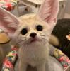 Beautiful Fennec Fox Available