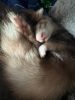 Healthy, playful, potty trained female ferret