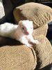 Male ferret needs new home