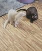 2 male ferrets for sell