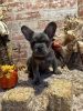 French bulldogs High DNA!!