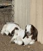 Nubian/Boer/Alpine Goats