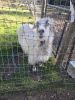 Dandy the Angora Goat