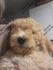 F1BB Medium goldendoodles