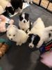 Samoyed/English Shepherd puppies