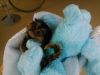 Little Sweet Marmoset Monkey