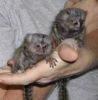 Marmoset and Capuchin monkeys