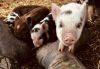 Kune Kune x Mini Pig cross