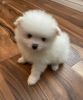 Lucky he 12 weeks old Snow White AKC registration very cute friendly,