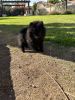 8 Weeks old super tiny Female Pomeranian