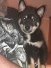 2 Shiba Inu puppies (purebred)