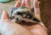 Lineaged sugar glider joey