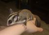 Sugar glider baby’s