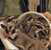 Sugar Gliders