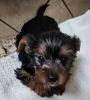 AKC YORKSHIRE TERRIER PUPS