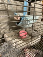 Ferret Animals for sale in Lillington, North Carolina. price: $400