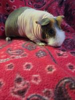 Mini/Micro Pig Animals for sale in Jackson, Michigan. price: $10