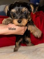 Yorkshire Terrier Puppies for sale in Staten Island, NY, USA. price: $1,500