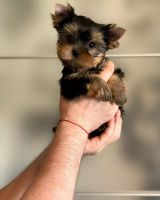 Yorkshire Terrier Puppies for sale in Accord, New York. price: $850