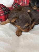 Yorkshire Terrier Puppies for sale in Jefferson, North Carolina. price: $950