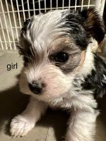 Yorkshire Terrier Puppies for sale in Greenville, PA 16125, USA. price: $1,500