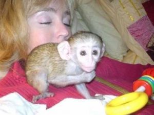 Capuchins Monkey Photo