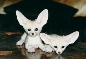 Fennec Fox Photo