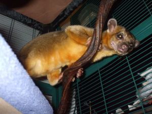 Kinkajou Photo