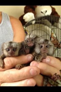 Pensillita Marmoset Photo