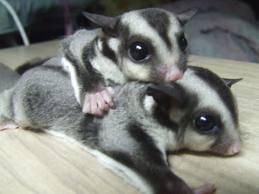 Sugar Glider Photo