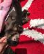 Capuchins Monkey Animals for sale in Agoura Hills, California. price: $400