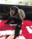 Capuchins Monkey Animals for sale in Agoura Hills, California. price: $800