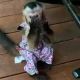 Capuchins Monkey Animals for sale in Miami, Florida. price: NA