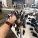 Coatimundi Animals for sale in Co Rd 2206, Canton, TX 75103, USA. price: $1,700