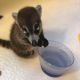 Coatimundi Animals for sale in Phoenix, AZ, USA. price: $250