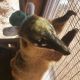 Coatimundi Animals for sale in Metairie-Hammond Hwy, Metairie, LA, USA. price: $2,000