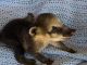 Coatimundi Animals for sale in 326 Schenck Ave, Brooklyn, NY 11207, USA. price: $800