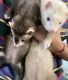 Ferret Animals for sale in Miami, Florida. price: $200