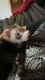 Ferret Animals for sale in Harrisonburg, Virginia. price: $250