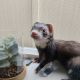 Ferret Animals for sale in Kuna, Idaho. price: $250