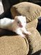 Ferret Animals for sale in Lehigh, Florida. price: $75