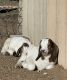 Goat Animals for sale in Hesperia, California. price: $175