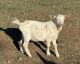 Goat Animals for sale in Lampasas, Texas. price: NA