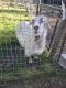 Goat Animals for sale in Duvall, Washington. price: $50