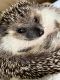 Hedgehog Animals for sale in Clermont, FL, USA. price: $100