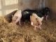 Miniature Pig Animals for sale in Gridley, California. price: $100