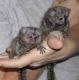 Pensillita Marmoset Animals for sale in Amador City, California. price: $900