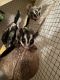 Sugar Glider Animals for sale in Knoxville, TN, USA. price: $400