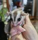 Sugar Glider Animals for sale in Columbus, OH, USA. price: $800