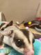 Sugar Glider Animals for sale in Wolcott, Connecticut. price: $350